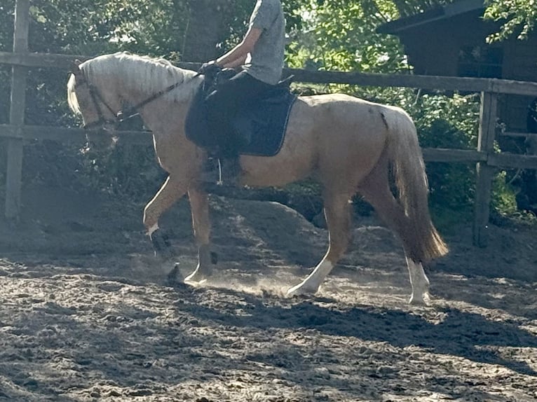 Poni alemán Caballo castrado 4 años 140 cm Palomino in D&#xF6;tlingen