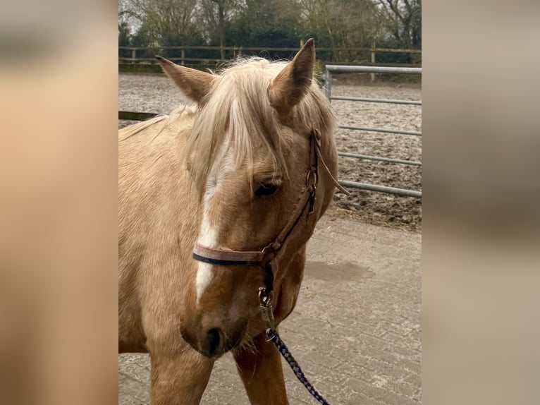 Poni alemán Caballo castrado 4 años 140 cm Palomino in D&#xF6;tlingen