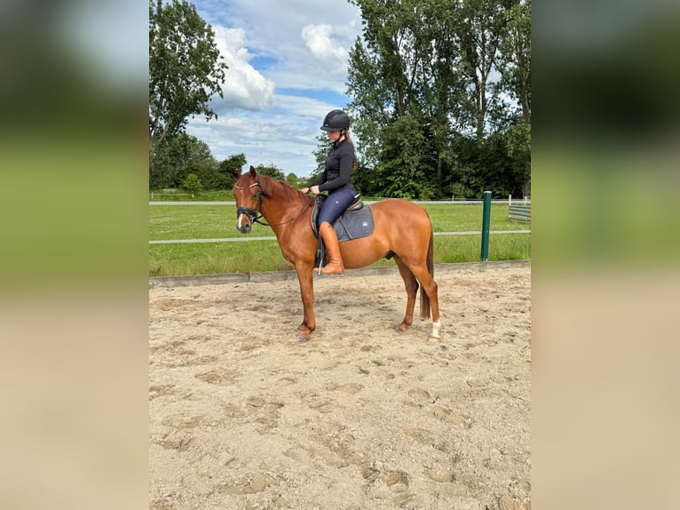 Poni alemán Caballo castrado 4 años 142 cm Alazán in Petershagen