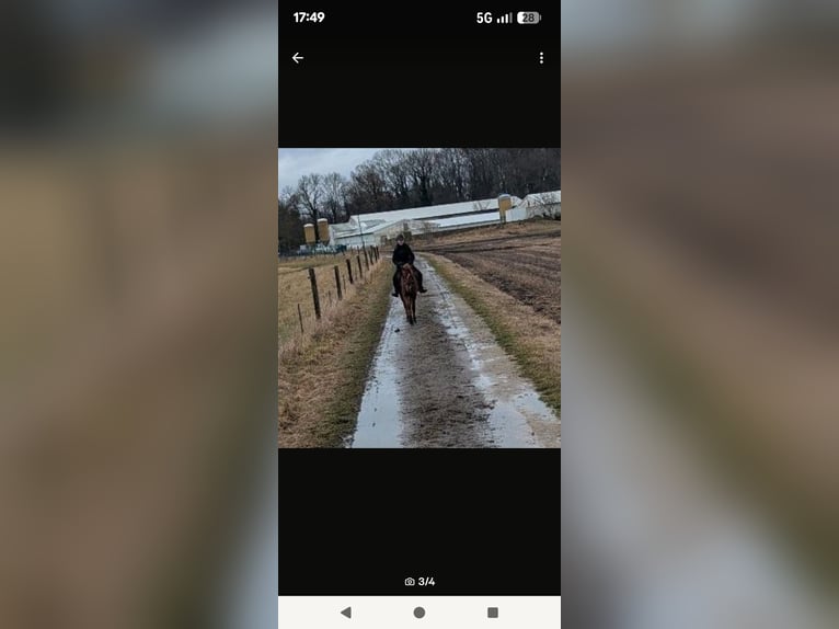 Poni alemán Caballo castrado 4 años 142 cm Alazán in Libbesdorf