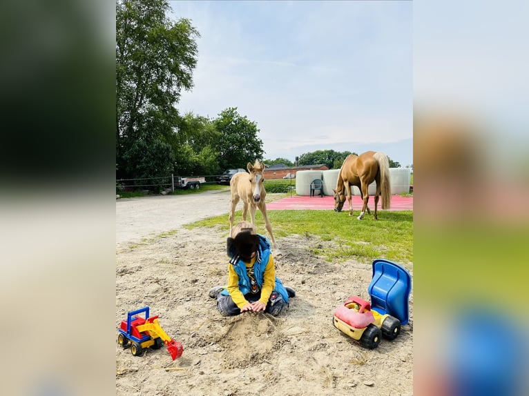 Poni alemán Caballo castrado 4 años 142 cm Palomino in Ohne