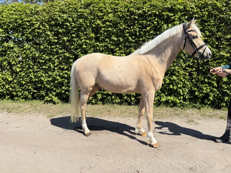 Poni alemán Caballo castrado 4 años 142 cm Palomino in Surwold
