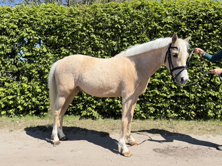 Poni alemán Caballo castrado 4 años 142 cm Palomino in Surwold