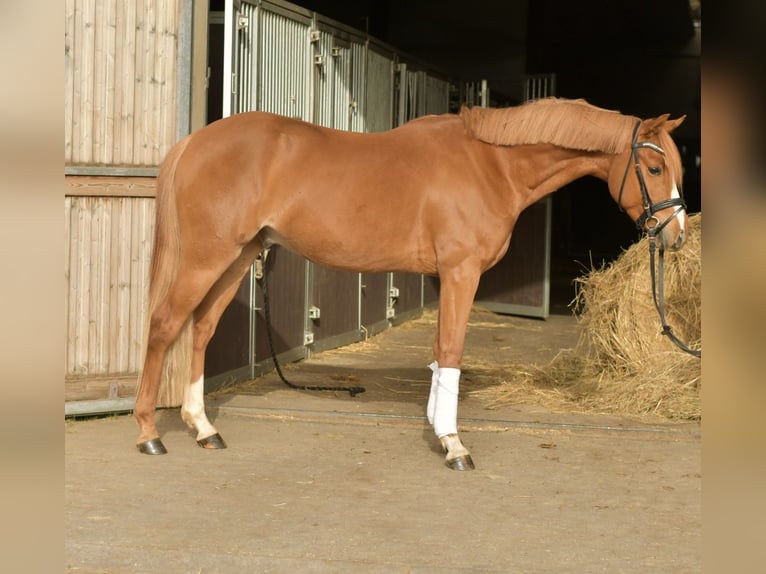 Poni alemán Caballo castrado 4 años 143 cm Alazán in Geilenkirchen