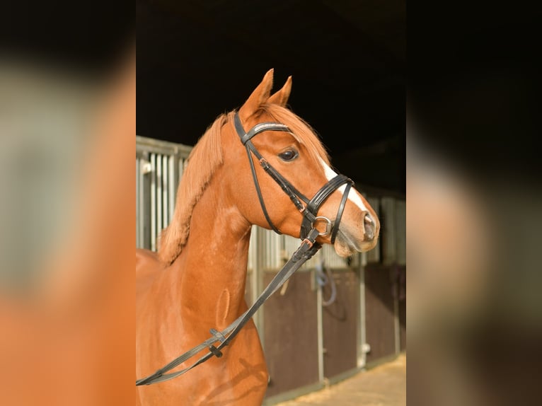 Poni alemán Caballo castrado 4 años 143 cm Alazán in Geilenkirchen