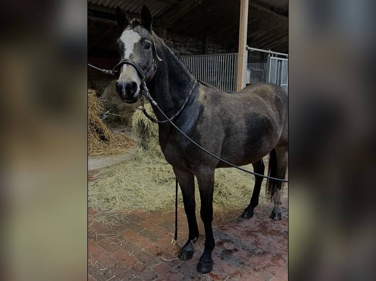 Poni alemán Caballo castrado 4 años 143 cm Buckskin/Bayo in Wehrbleck
