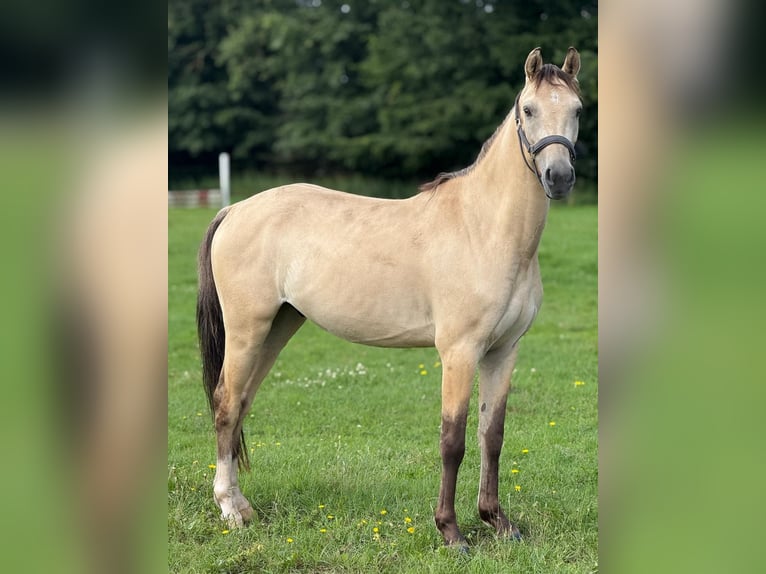 Poni alemán Caballo castrado 4 años 143 cm Buckskin/Bayo in Bönningstedt