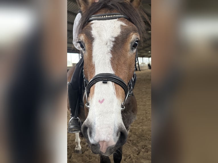 Poni alemán Mestizo Caballo castrado 4 años 143 cm Castaño in Harsewinkel