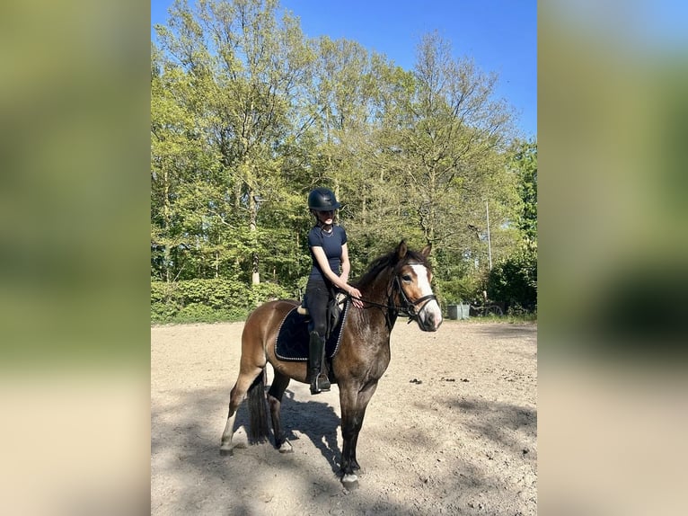 Poni alemán Mestizo Caballo castrado 4 años 143 cm Castaño in Harsewinkel