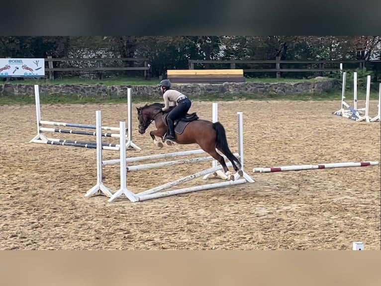 Poni alemán Caballo castrado 4 años 143 cm Castaño in Mülheim an der Ruhr