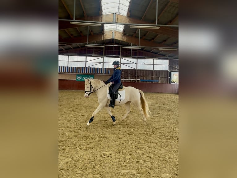 Poni alemán Caballo castrado 4 años 143 cm Cremello in ErdmannhausenErdmannhausen