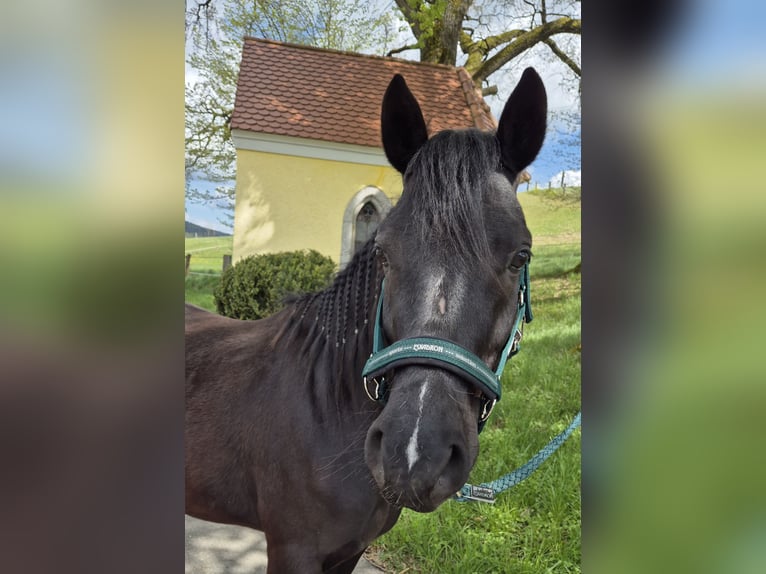 Poni alemán Caballo castrado 4 años 143 cm Negro in Krummennaab