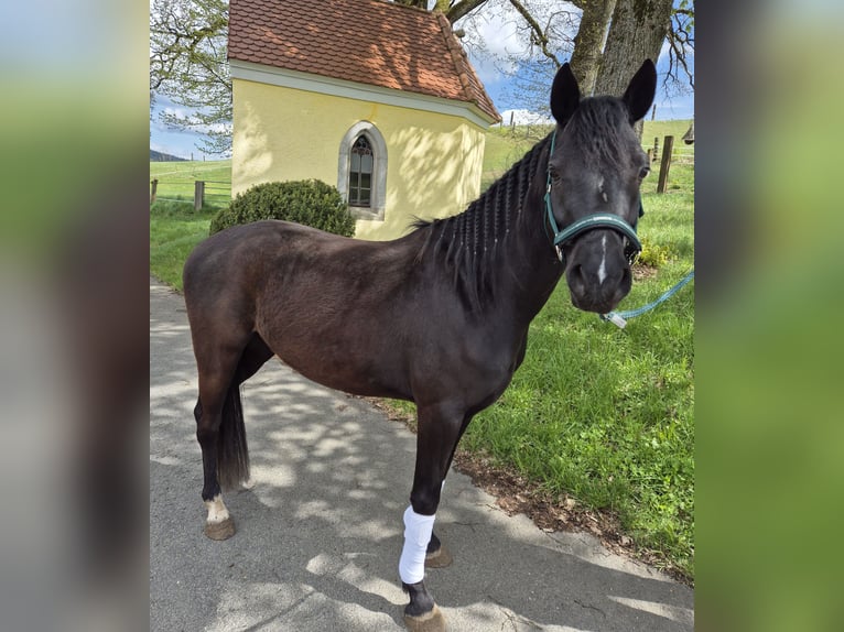 Poni alemán Caballo castrado 4 años 143 cm Negro in Krummennaab