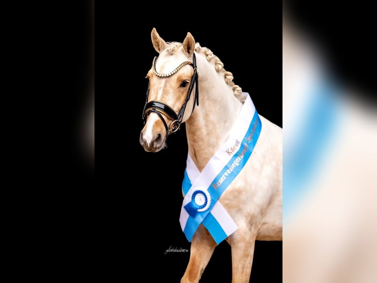 Poni alemán Caballo castrado 4 años 143 cm Palomino in Zolling