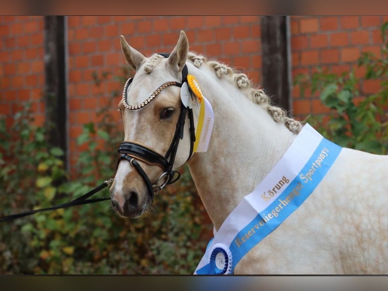 Poni alemán Caballo castrado 4 años 143 cm Palomino in Zolling