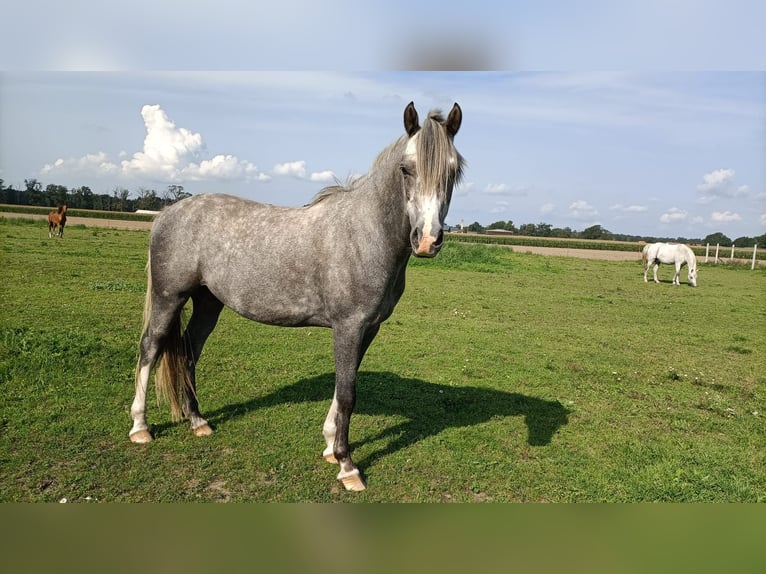 Poni alemán Caballo castrado 4 años 143 cm Tordo rodado in Salzwedel