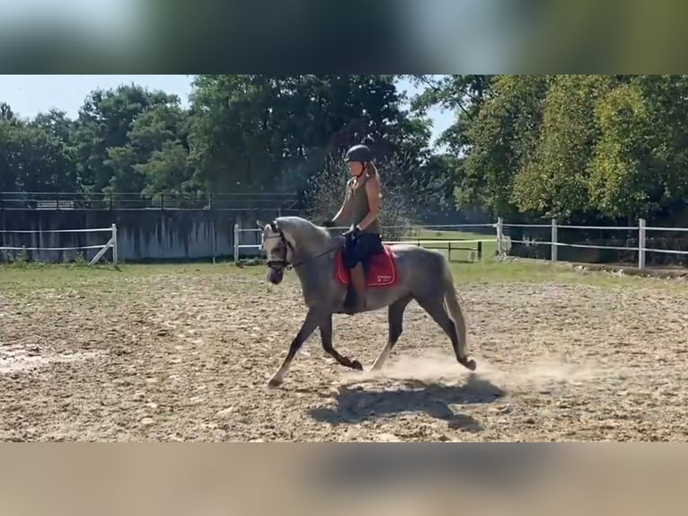 Poni alemán Caballo castrado 4 años 143 cm Tordo rodado in Salzwedel