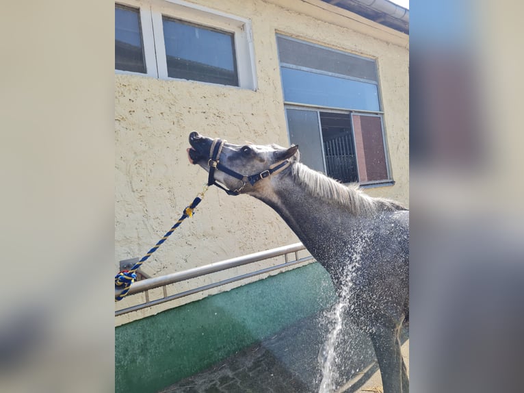 Poni alemán Caballo castrado 4 años 143 cm Tordo rodado in Salzwedel