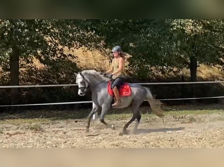 Poni alemán Caballo castrado 4 años 143 cm Tordo rodado in Salzwedel