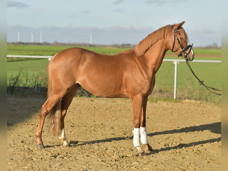 Poni alemán Caballo castrado 4 años 144 cm Alazán in Geilenkirchen