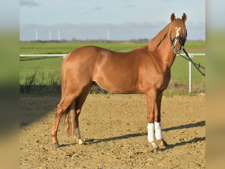 Poni alemán Caballo castrado 4 años 144 cm Alazán in Geilenkirchen