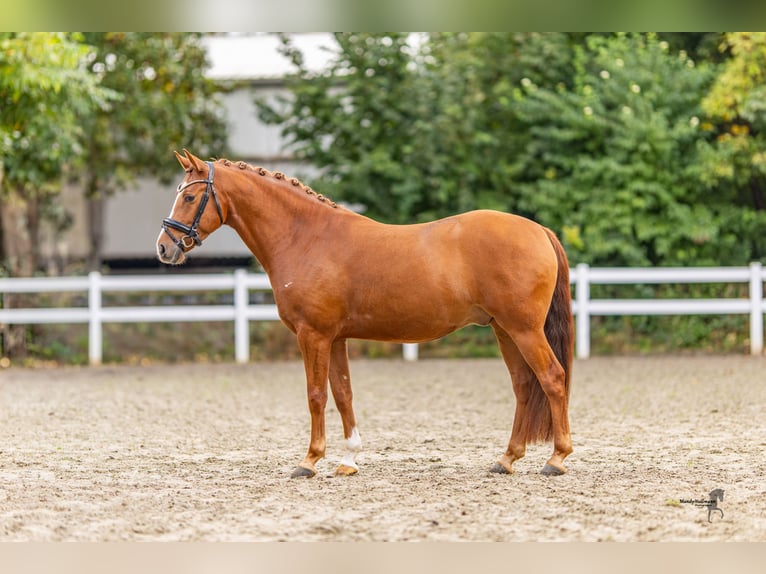 Poni alemán Caballo castrado 4 años 144 cm Alazán in Bedburg