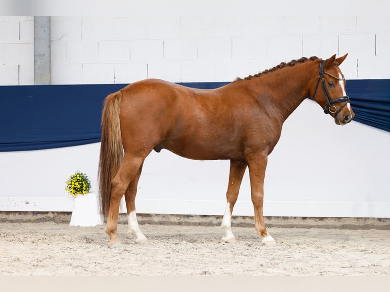 Poni alemán Caballo castrado 4 años 144 cm Alazán-tostado in Marsberg