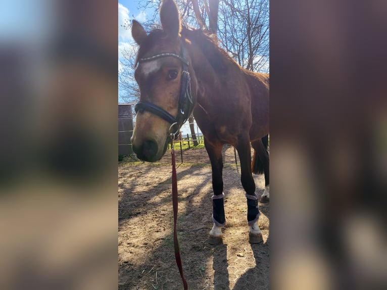 Poni alemán Caballo castrado 4 años 144 cm Buckskin/Bayo in Langwedel