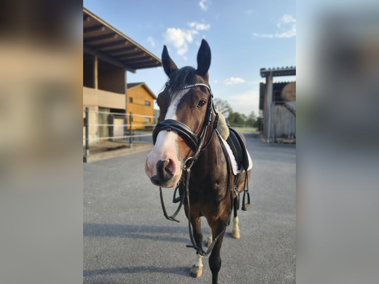 Poni alemán Caballo castrado 4 años 144 cm  in Bregenz