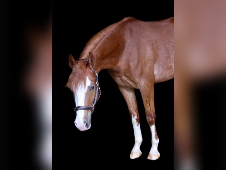 Poni alemán Caballo castrado 4 años 145 cm Alazán in Kastl