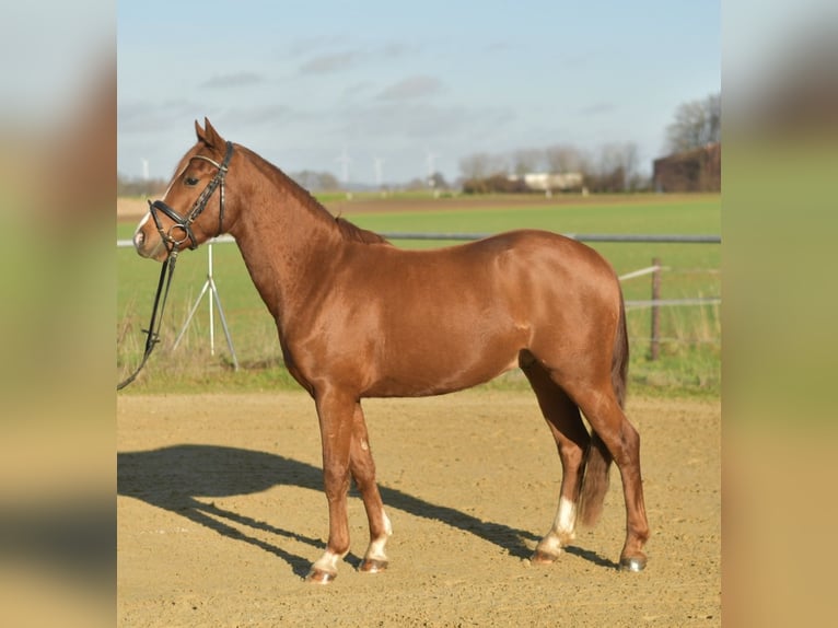 Poni alemán Caballo castrado 4 años 145 cm Alazán in Geilenkirchen