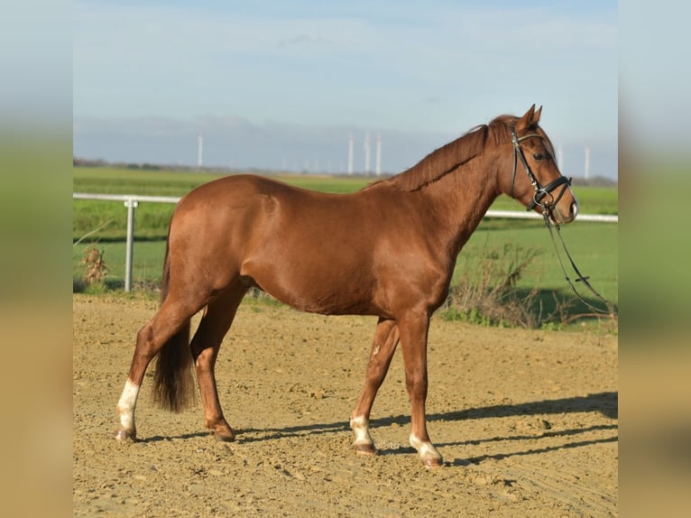 Poni alemán Caballo castrado 4 años 145 cm Alazán in Geilenkirchen