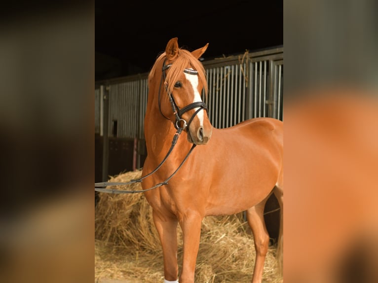 Poni alemán Caballo castrado 4 años 145 cm Alazán in Geilenkirchen