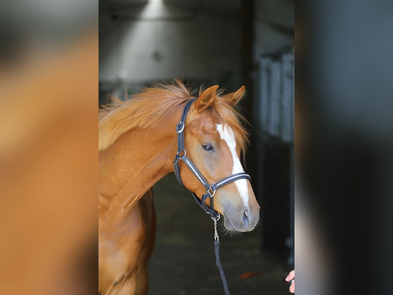 Poni alemán Caballo castrado 4 años 145 cm Alazán in Geilenkirchen