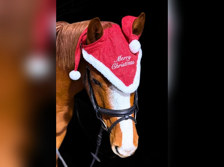 Poni alemán Caballo castrado 4 años 145 cm Alazán in Treuenbrietzen