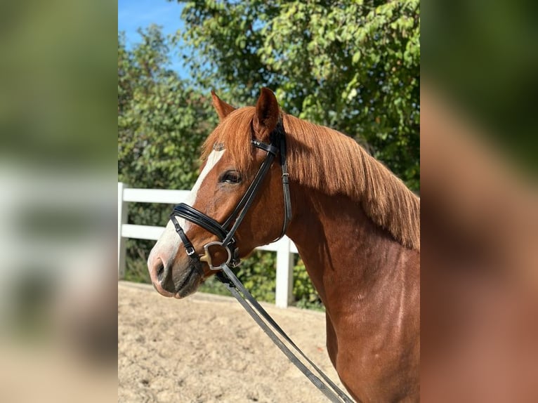 Poni alemán Caballo castrado 4 años 145 cm Alazán in Loiching