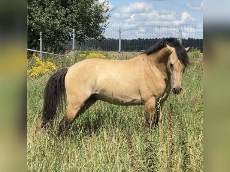 Poni alemán Caballo castrado 4 años 145 cm Bayo in Werneuchen