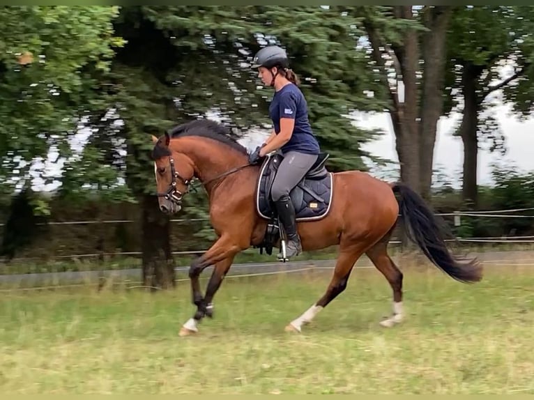 Poni alemán Caballo castrado 4 años 145 cm Castaño in Neuferchau