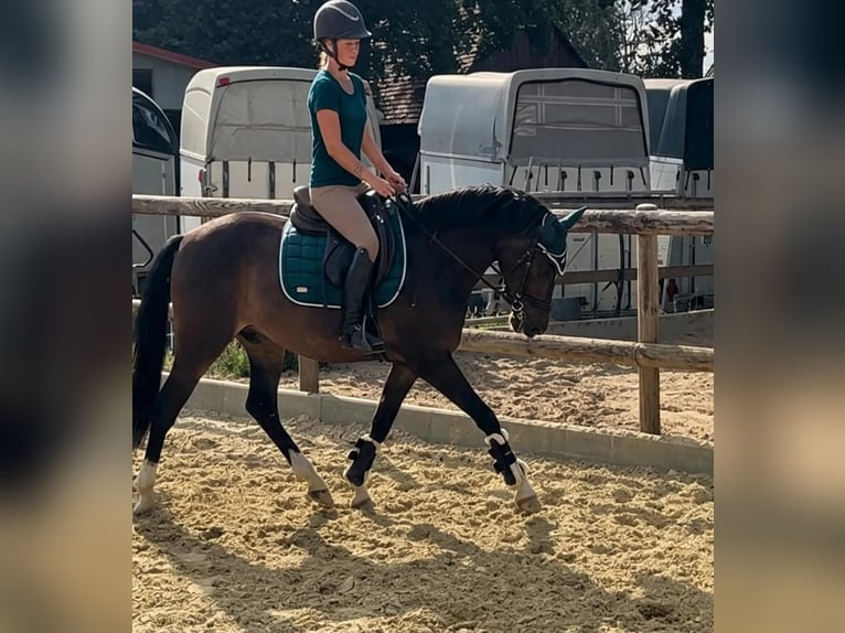 Poni alemán Caballo castrado 4 años 145 cm Castaño in Marl