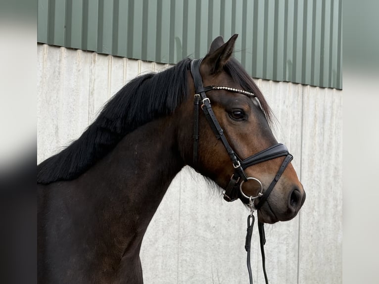 Poni alemán Caballo castrado 4 años 145 cm Castaño oscuro in Treuenbrietzen