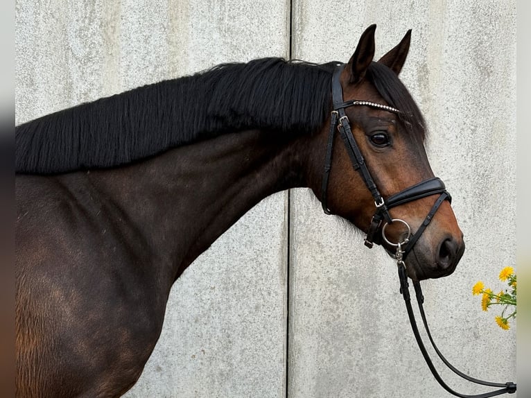 Poni alemán Caballo castrado 4 años 145 cm Castaño oscuro in Treuenbrietzen