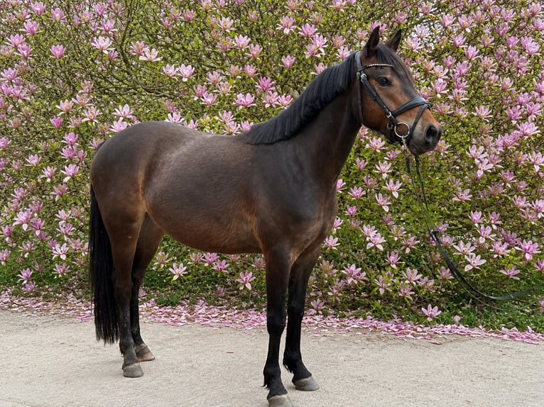 Poni alemán Caballo castrado 4 años 145 cm Castaño oscuro in Treuenbrietzen
