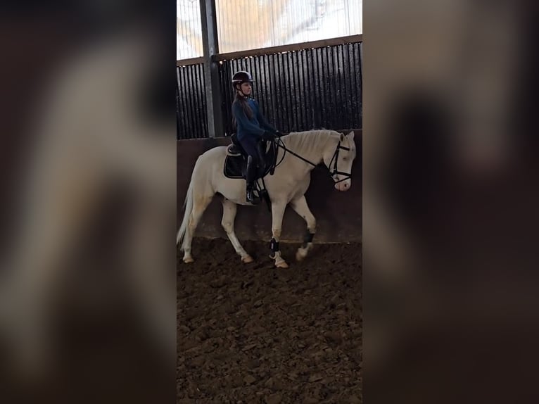 Poni alemán Caballo castrado 4 años 145 cm Cremello in Warendorf