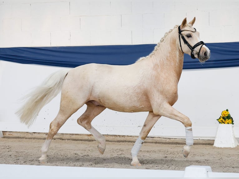 Poni alemán Caballo castrado 4 años 145 cm Palomino in Marsberg
