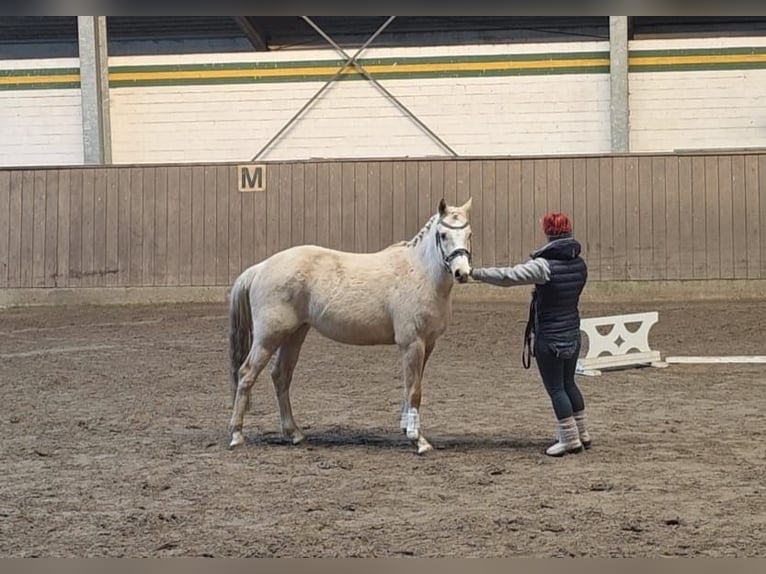 Poni alemán Caballo castrado 4 años 145 cm Palomino in Treuenbrietzen
