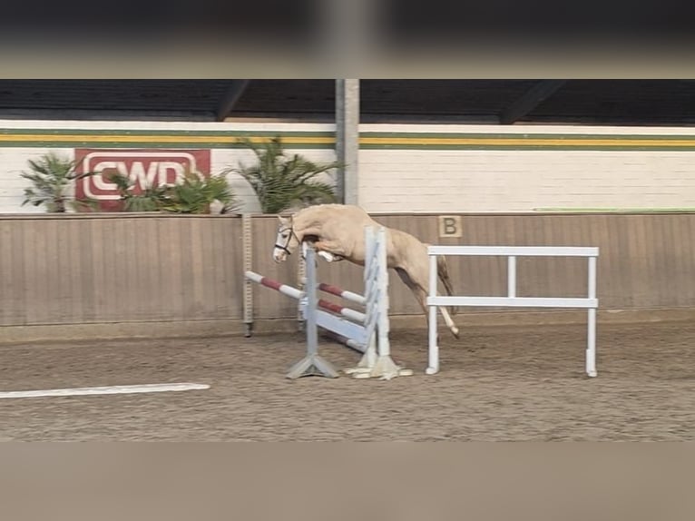 Poni alemán Caballo castrado 4 años 145 cm Palomino in Treuenbrietzen