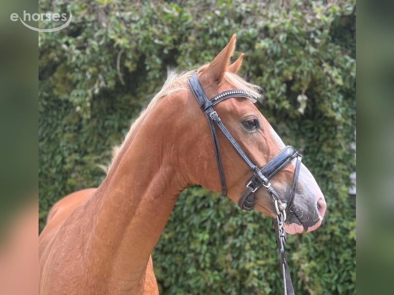Poni alemán Caballo castrado 4 años 146 cm Alazán in Alpen