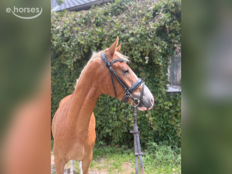 Poni alemán Caballo castrado 4 años 146 cm Alazán in Alpen