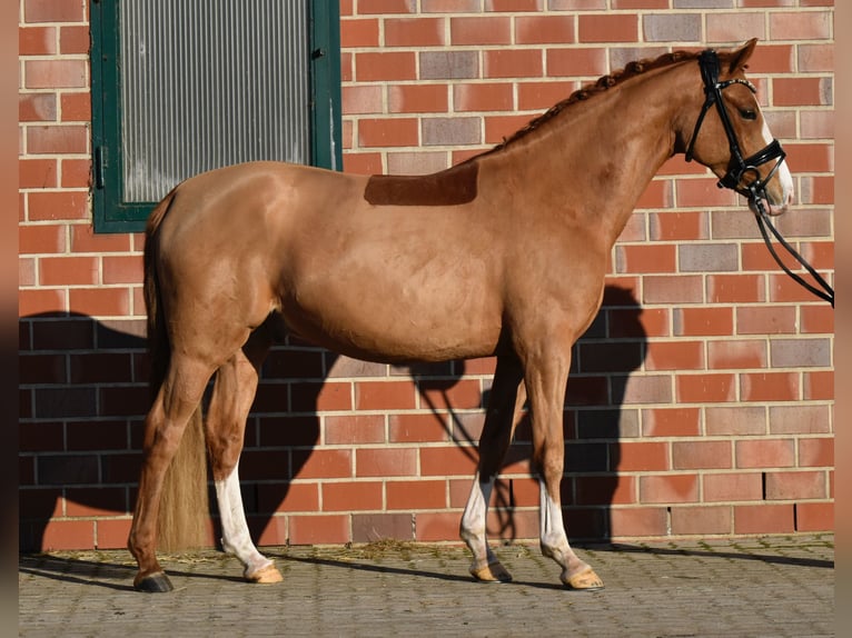 Poni alemán Caballo castrado 4 años 146 cm Alazán in Fürstenau