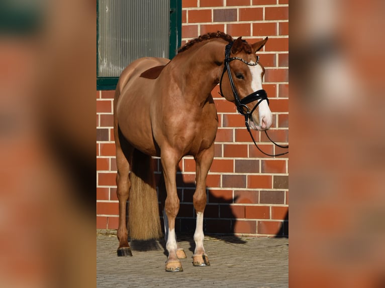 Poni alemán Caballo castrado 4 años 146 cm Alazán in Fürstenau